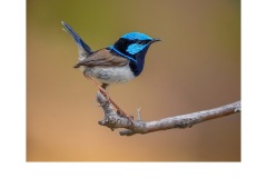 Blue Wren pose - Kyffin Lewis (Highly Commended - Open B Grade - Jun 2019 PDI)