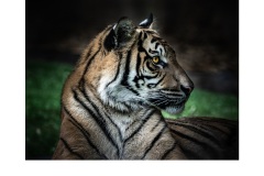 Chill Tiger - Elizabeth Jackson (Commended - Open B Grade - Jun 2019 PDI)