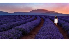 A Stroll through the Lavender - Jane Clancy (Best - Open A Grade - Jun 2019 PDI)