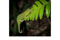 Sleeping stomach striped chameleon - Annette Donald (Highly Commended - Open A Grade - Jun 2019 PDI)