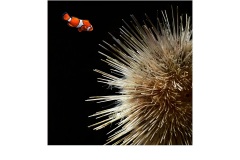 Anemone Symbiosis - Jane Barnes (Commended - Open A Grade - Jun 2019 PDI)