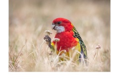 Smelling the flowers - Kyffin Lewis (Best - Open B Grade - Mar 2019 PDI)