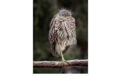 Bad Hair Day - Daryl Groves (Commended - Open B Grade - Mar 2019 PDI)