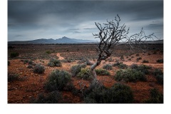 Parched Landscape - Tuck Leong (Commended - Open A Grade - Mar 2019 PDI)