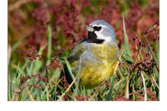 Black throated finch - Gary Richardson (Commended - Open A Grade - Mar 2019 PDI)