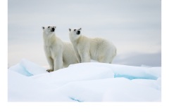 Look Who's Coming for Dinner! - Frances Egan (Best - Open A Grade - Mar 2019 PDI)