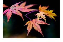 Auburn Autumn  - Bruno Kortenhorst (Commended - Open B Grade - May 2019 PDI)