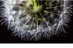 Make a wish - Melissa Jane Cachia (Commended - Open B Grade - May 2019 PDI)