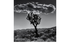 The Joshua Three - Luis De Pieri (Commended - Open B Grade - May 2019 PDI)