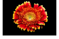 Gerbera - Paul Dodd (Highly Commended - Open B Grade - May 2019 PDI)