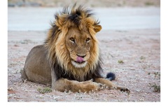 Dinner time? - Ruth Woodrow (Highly Commended - Open B Grade - May 2019 PDI)