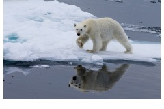 Come Hither - Frances Egan (Commended - Open A Grade - May 2019 PDI)