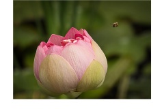 Lotus Flower - Robert Fairweather (Commended - Open A Grade - May 2019 PDI)