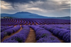 Approaching Storm Bridestowe - Jane Clancy (Commended - Open A Grade - May 2019 PDI)