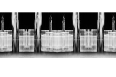 Neon Forest - Nicole Andrews (Commended - Open A Grade - May 2019 PDI)