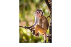 Toque Macaque Sri Lanka - Lesley Bretherton (Commended - Open A Grade - May 2019 PDI)