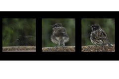 BATH TIME - Susan Rocco (Commended - Set Subject - Movement - May 2019 PDI)