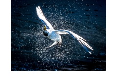 Shaking tern - Annette Donald (Commended - Set Subject - Movement - May 2019 PDI)