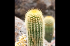 Melbourne Botanic Gardens Outing (Michael Brown ©)