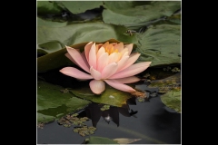 Melbourne Botanic Gardens Outing (Bob Clothier ©)