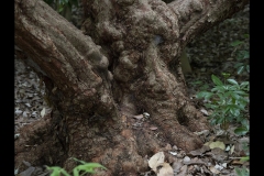 Melbourne Botanic Gardens Outing (Paul Palcsek ©)