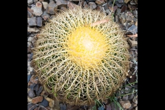 Melbourne Botanic Gardens Outing (Michael Brown ©)