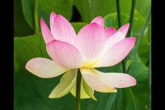 Melbourne Botanic Gardens Outing (Michelle Brasington ©)