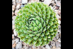 Melbourne Botanic Gardens Outing (Michael Brown ©)