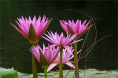 Melbourne Botanic Gardens Outing (Michelle Brasington ©)