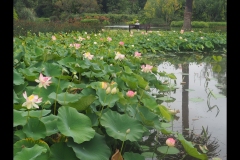 Melbourne Botanic Gardens Outing (Joe Hajdu ©)