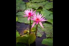Melbourne Botanic Gardens Outing (Jim O’Donnell ©)