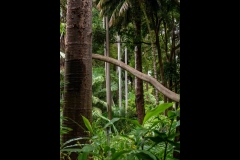 Melbourne Botanic Gardens Outing (Jim Weatherill ©)