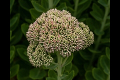 Melbourne Botanic Gardens Outing (Robert Fairweather ©)