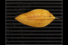 Melbourne Botanic Gardens Outing (Bob Clothier ©)