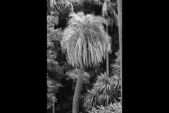 Melbourne Botanic Gardens Outing (Terry Noske ©)