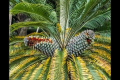 Melbourne Botanic Gardens Outing (David Dyett ©)
