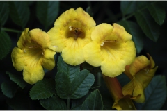 Melbourne Botanic Gardens Outing (Bob Clothier ©)