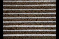 Melbourne Botanic Gardens Outing (Paul Palcsek ©)