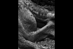 Melbourne Botanic Gardens Outing (Jim O’Donnell ©)