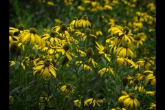 Melbourne Botanic Gardens Outing (Jim O’Donnell ©)