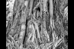 Melbourne Botanic Gardens Outing (Michelle Brasington ©)