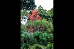 Melbourne Botanic Gardens Outing (Ian Jasper ©)
