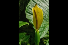 Melbourne Botanic Gardens Outing (Jim Weatherill ©)