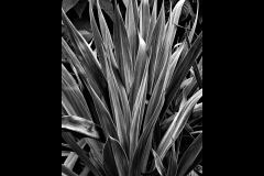 Melbourne Botanic Gardens Outing (Jim O’Donnell ©)