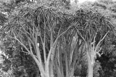 Melbourne Botanic Gardens Outing (Terry Noske ©)