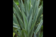 Melbourne Botanic Gardens Outing (Jim O’Donnell ©)