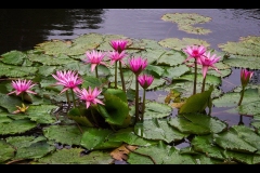 Melbourne Botanic Gardens Outing (Jim O’Donnell ©)