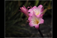 Melbourne Botanic Gardens Outing (Bob Clothier ©)