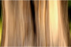 Melbourne Botanic Gardens Outing (Bob Clothier ©)