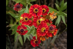 Melbourne Botanic Gardens Outing (Robert Fairweather ©)